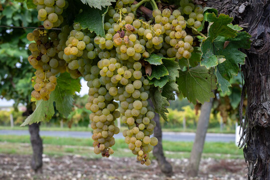 Harvest time in Cognac white wine region, Charente, ripe ready to harvest ugni blanc grape uses for Cognac strong spirits distillation, France