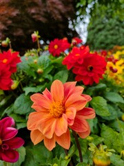 red and yellow flowers