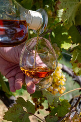 Tasting of Cognac strong alcohol drink in Cognac region, Charente with ripe ready to harvest ugni blanc grape on background uses for spirits distillation, France