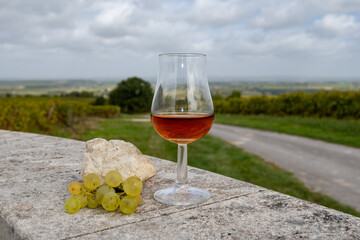 Tasting of Cognac strong alcohol drink in Cognac region, Charente with ripe ready to harvest ugni...