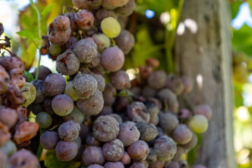 Ripe ready to harvest Semillon white grape on Sauternes vineyards in Barsac village affected by Botrytis cinerea noble rot, making of sweet dessert Sauternes wines in Bordeaux, France