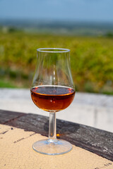 Tasting of Cognac strong alcohol drink in Cognac region, Charente with rows of ripe ready to harvest ugni blanc grape on background uses for spirits distillation, France