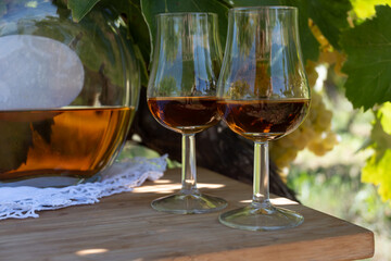 Tasting of Cognac strong alcohol drink in Cognac region, Charente with ripe ready to harvest ugni blanc grape on background uses for spirits distillation, France