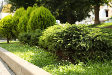 Beautiful coniferous shrubs growing outdoors, space for text. Gardening and landscaping