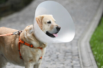Adorable Labrador Retriever dog wearing Elizabethan collar outdoors