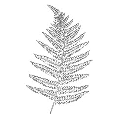 Vector large fern leaf realistic line art herbs and plants of the forest tropical textures