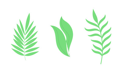 Vector vintage botanical leaf collection