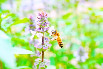 屋外で良い香りのするガパオのパープルの花からホバリングで花粉を集める蜜蜂