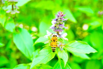 美しく咲く紫のホーリーバジルの花で花粉を集める小さい黄色いミツバチ