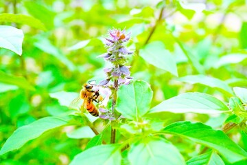 青々としたトゥルシーの葉を背景に小さな紫のホーリーバジルの花の蜜を集める蜜蜂のアップ