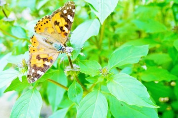 屋外のホーリーバジルの花にストロー伸ばす綺麗なヒメアカタテハチョウ、俯瞰