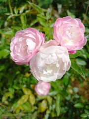 Fototapeta na wymiar pink roses in a garden