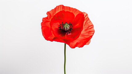 Portrait beautiful red California Poppy flower isolated on white background AI Generative