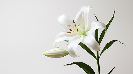 Portrait beautiful lily flower isolated on white background AI Generative