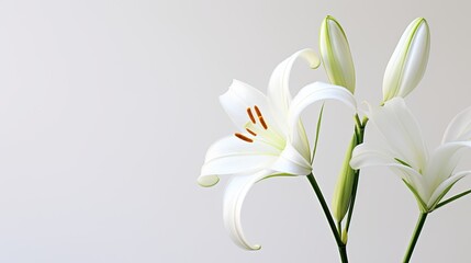 Fototapeta na wymiar Portrait beautiful lily flower isolated on white background AI Generative