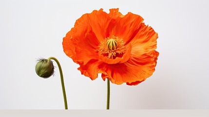 Portrait beautiful orange California poppy flower isolated on white background AI Generative