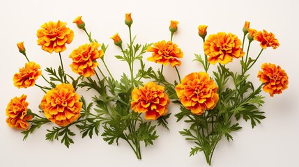 Portrait beautiful marry goldflower isolated on white background AI Generative