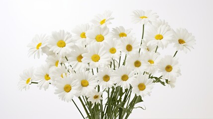 Portrait beautiful white daisy flower isolated on white background AI Generative