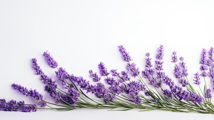 Portrait beautiful lavender flower isolated on white background AI Generative