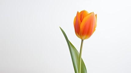 Portrait beautiful orange tulip flower isolated on white background AI Generative