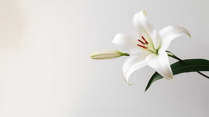 Fototapeta premium Portrait beautiful white lily flower isolated on white background AI Generative