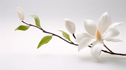 Fotobehang Portrait beautiful white magnolia flower isolated on white background AI Generative © Tebha Workspace
