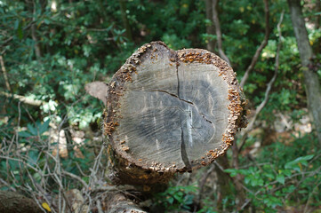 Close up Weathered cut tree limb in edge of woods with sun and shade. Green growth on the side background.