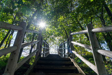 森の中にある木製の階段と木漏れ日