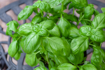Close-up of basil herb plant on an outdoor patio