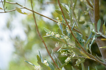Olive tree with tiny flowers