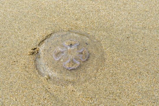 Moon jellyfish that washed up on the beach