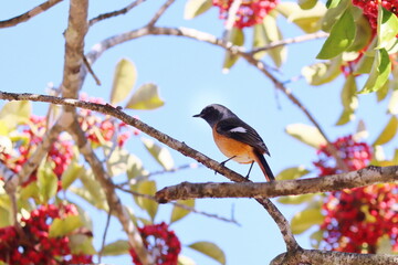 枝にとまっている野鳥のジョウビタキ