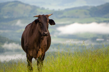 Close-up of dark brown cow in mina gerais brazil with mountainous background