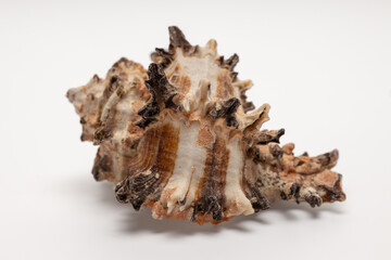 Obraz na płótnie Canvas sea shell isolated on white
