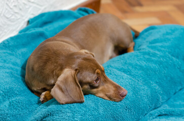Close-up of brown dachshound resting on turquoise soft bed