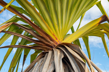 pandanus palm tree leaves