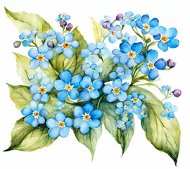 Forget-Me-Not flower with leafs, pastel watercolor drawing