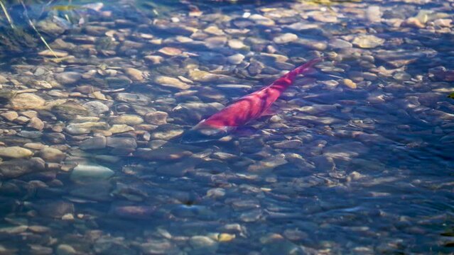 Kokanee salmon in red spawning colors as they swim in small creek as they spawn upstream from Strawberry Reservoir in Utah.