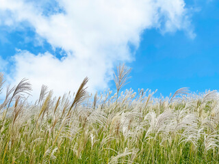 Fototapeta premium 秋景色 風に揺れるススキの穂と青空