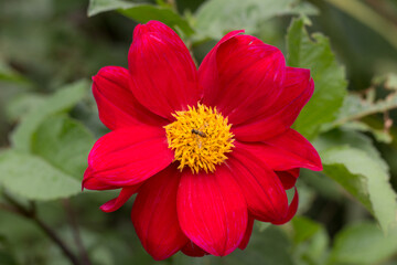 RED FLOWER WITH BEE