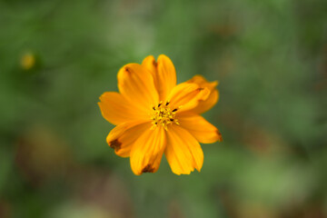 YELLOW FLOWER