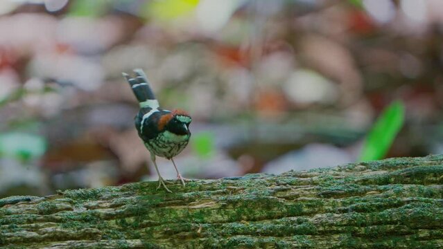 Chestnut-naped Forktail bird is foraging on a log on the ground