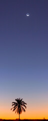 PALM TREE SUNSET MOON