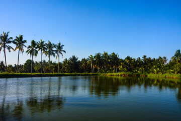 Coconut trees and beautiful lake in Sumatra, Indonesia.