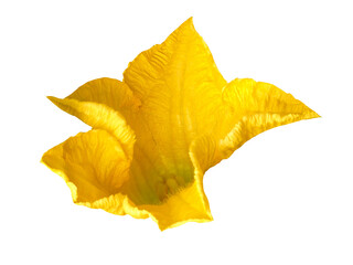 Fototapeta premium yellow flower isolated on white, png