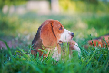 Head shot portrait focus on the face of a cute beagle dog lying on the green grass on sunny day.