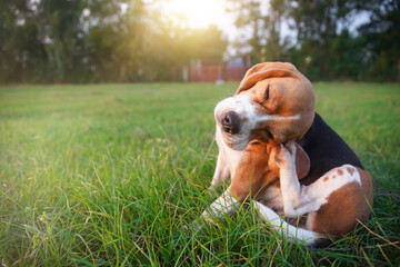 An adorable beagle dog scratching body outdoor on the grass field. - obrazy, fototapety, plakaty