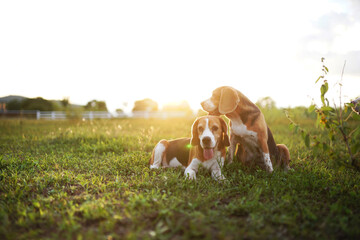 Two tri-color beagle dogs are relaxing, they are lying on the grass looking at something in front ...