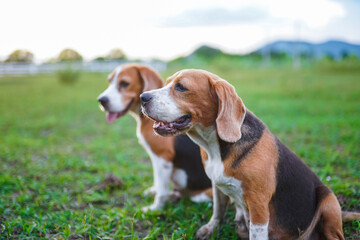 Two tri-color beagle dogs are relaxing, they are sitting on the grass  and  looking at something in...