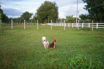 Two beagle dogs that are white and tri-color looking at something in front while they are in the grass field.